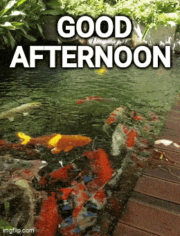 a picture of fish in a pond with the words good afternoon written on it