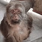 a close up of a monkey sitting on a staircase looking at the camera .
