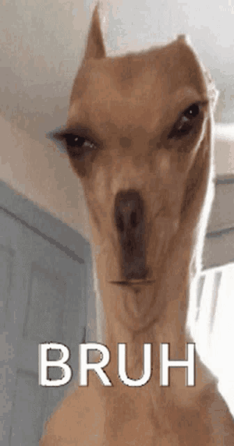 a close up of a dog 's face with the words bruh written on the bottom