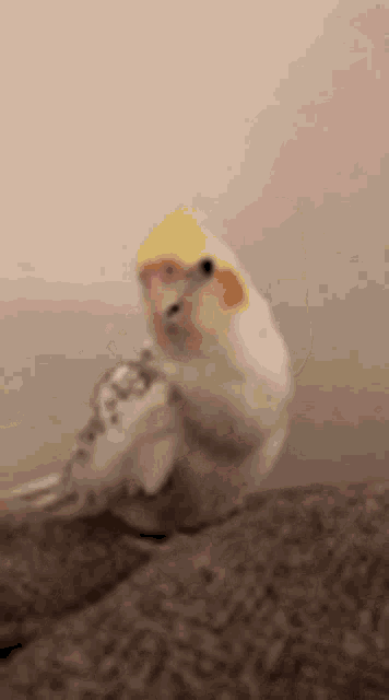 Bird Lukadoncic GIF - Bird Lukadoncic Hi GIFs