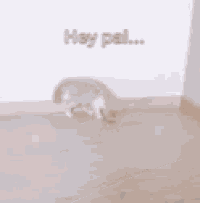 a cat is standing on a wooden floor with the words `` this ? '' written on the floor .