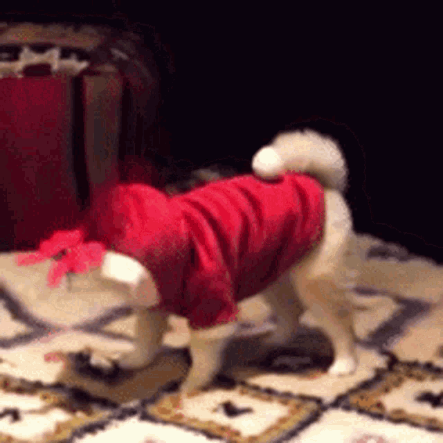 a dog wearing a red sweater is standing on a checkered rug