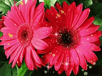 Pink Red GIF - Pink Red Flowers GIFs