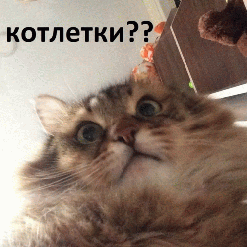 котлетки GIF - котлетки GIFs