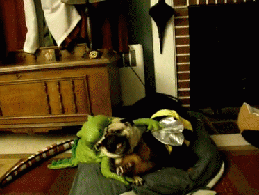 Normal GIF - Dogs Costumes Fight GIFs