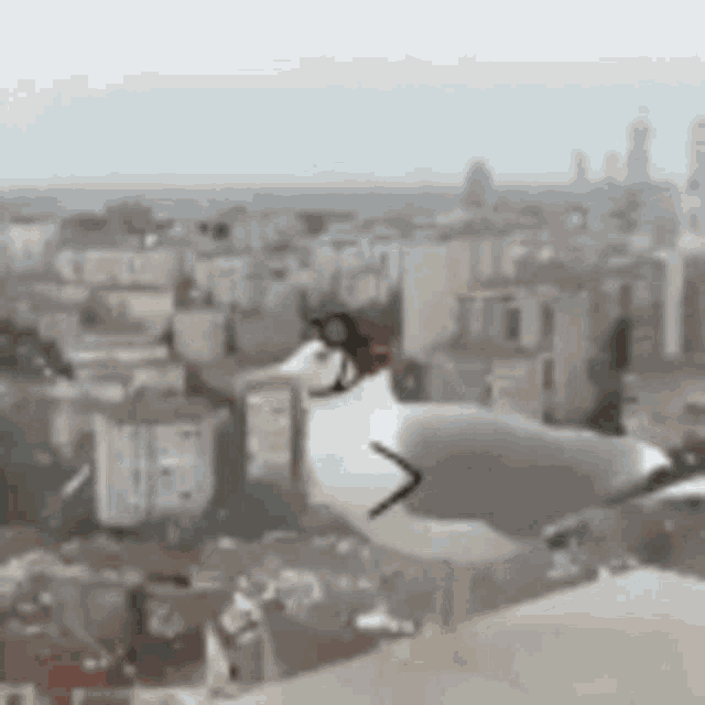a seagull is sitting on top of a cliff overlooking a city .