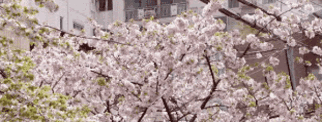a cherry blossom tree with lots of pink flowers in front of a building
