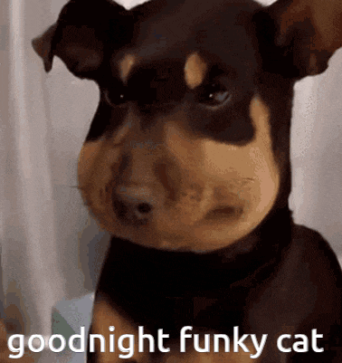 a dog is looking at the camera with the words `` goodnight funky cat '' written on it .