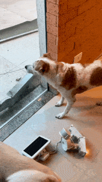 a brown and white dog standing on a tiled floor looking out a window