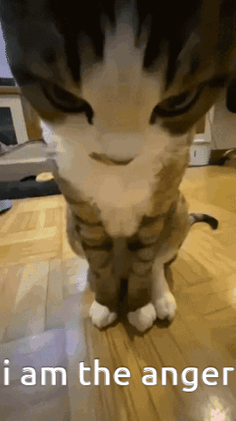 Angry Real GIF - Angry Real Cat GIFs
