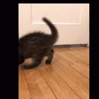 Cats Funny GIF - Cats Funny Cute GIFs