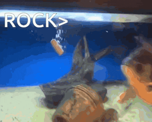 a picture of a fish tank with the word rock written above it