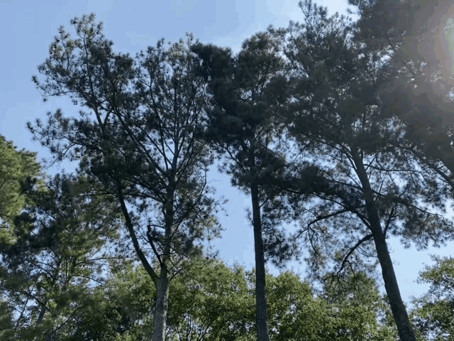 a group of trees against a blue sky