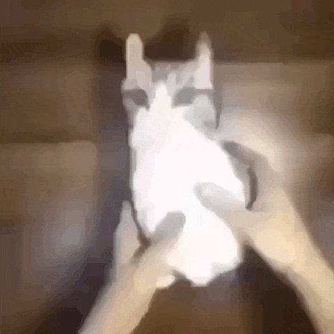 a person is holding a cat in their hands in a blurry picture .