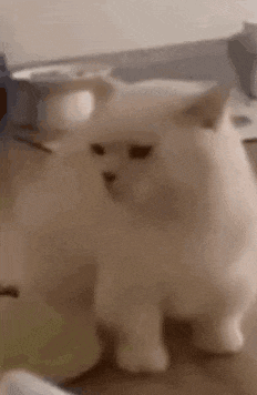 a white cat is standing on a table with a bowl of food in the background .