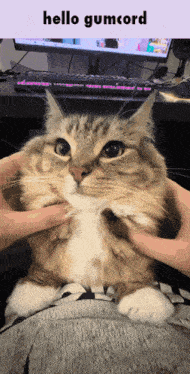 a cat is being held by a person with the words " hello gumcord " above it