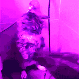a cat in a purple room with a purple light behind it