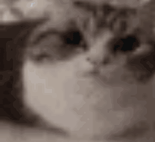 a close up of a cat 's face with its eyes closed .
