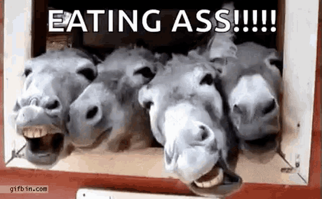 three donkeys are standing next to each other in a box with their mouths open and eating ass .