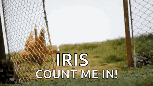 a chicken behind a chain link fence with the words iris count me in .