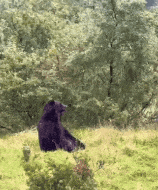 a painting of a bear sitting in a grassy field