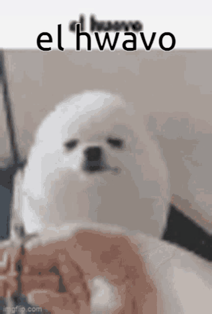 a small white dog is sitting on a bed with a person holding a piece of food in front of it .