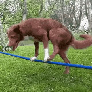 Dog Balancing GIF - Dog Balancing Gymnasticas GIFs