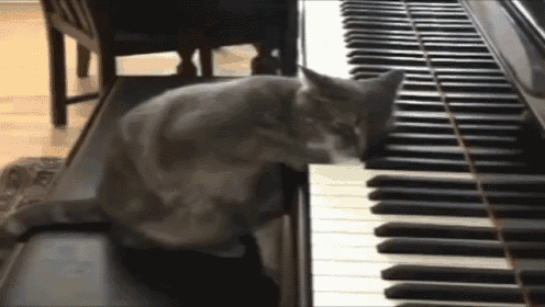 Keyboard Cat Irl GIF - Cat Pet Black GIFs