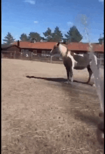 Horse Spin GIF - Horse Spin GIFs