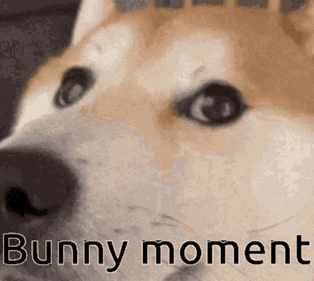 a close up of a dog 's face with the words bunny moment written on it .
