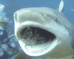 a close up of a shark 's mouth with a fish in it