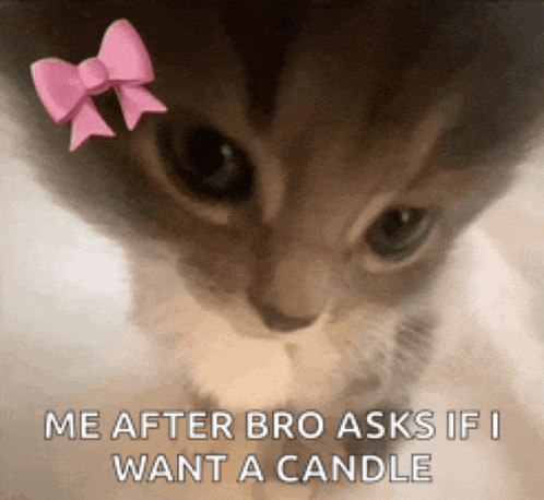 a close up of a cat with a pink bow on its head and the words me after bro asks if i want a candle