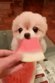 a small dog is eating a slice of watermelon .