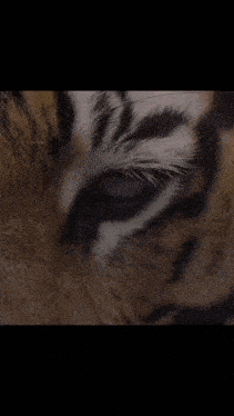 a close up of a tiger 's eye with a black and white stripe