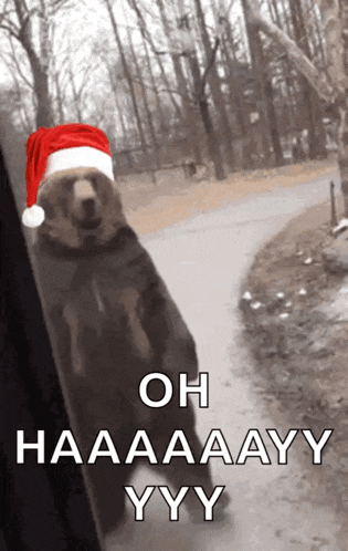 a picture of a bear wearing a santa hat with the caption oh haaaaay yyy