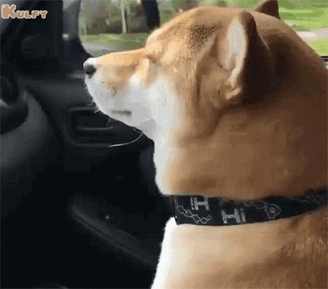 Me Listening Favorite Song From Playlist Dog GIF - Me Listening Favorite Song From Playlist Dog Listening Music GIFs