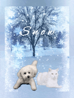 Snow Dogs GIF - Snow Dogs Cats GIFs