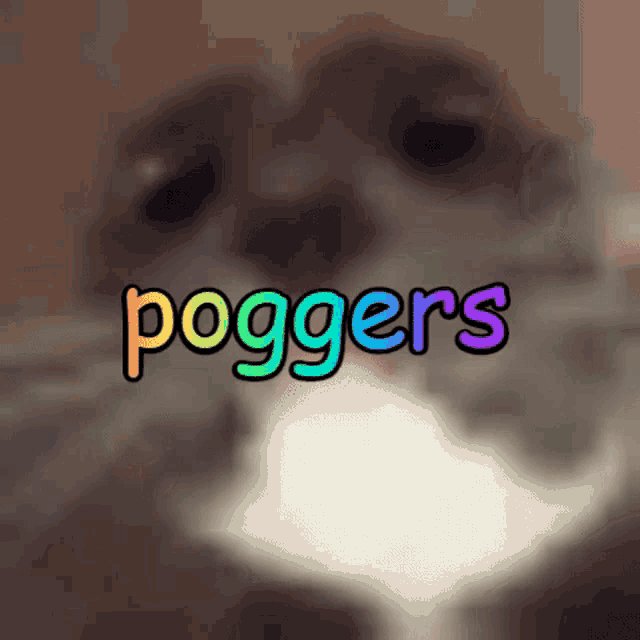 a blurred image of a cat with the words poggers written on it