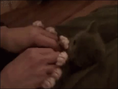 Cats Kittens GIF - Cats Kittens Surprise GIFs
