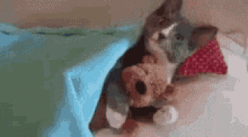 a kitten is holding a teddy bear in its paws while sitting on a bed .