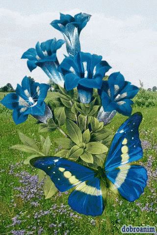 a bouquet of blue flowers with a blue and white butterfly in the background
