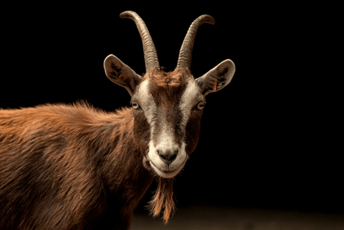 Goat Neon GIF - Goat Neon GIFs