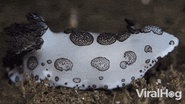 Crawling Nudibranch GIF - Crawling Nudibranch Viralhog GIFs