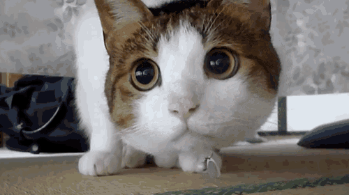 Move Your Finger In Time With The Cat. I’m Occupied For The Next Hour Or So… GIF