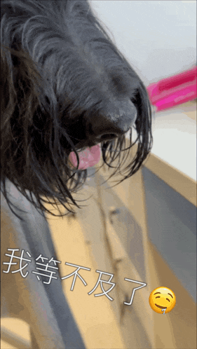 a close up of a dog 's nose with chinese writing on the bottom right