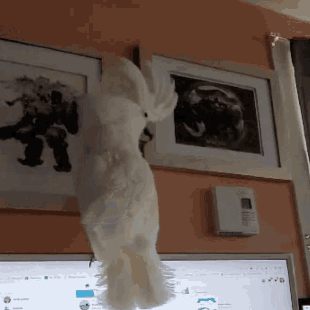 a white cockatoo is hanging from a wall next to a computer screen
