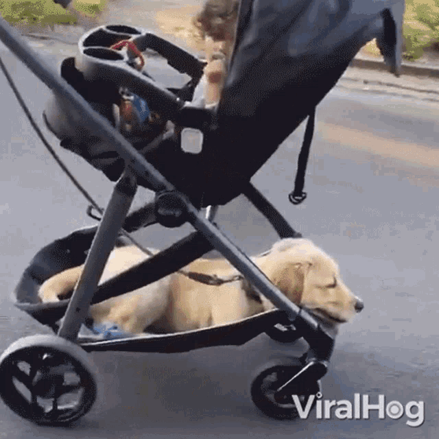 Riding Along Viralhog GIF - Riding Along Viralhog Riding On A Stroller GIFs