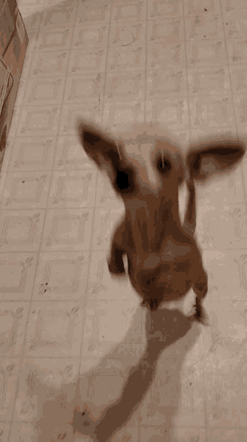 a small brown dog is standing on its hind legs on a tiled floor