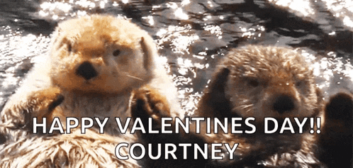 two sea otters are swimming in the water with the words happy valentines day courtney