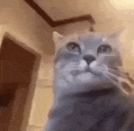 a close up of a cat 's face looking at the camera in a room .